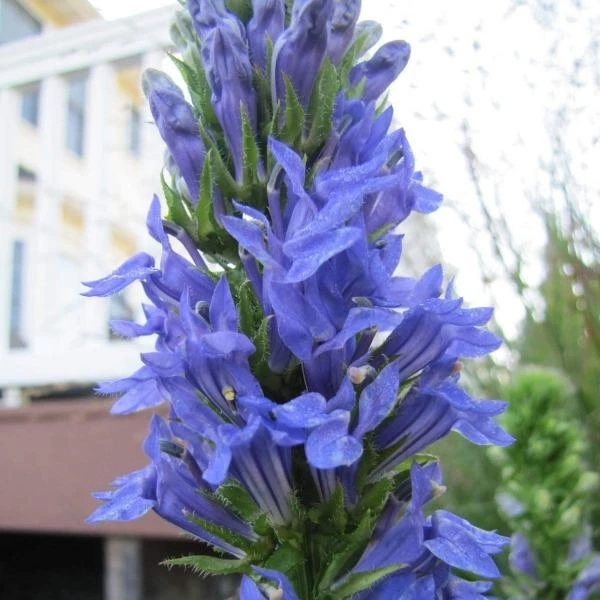 Garden Goods Direct Perennials Great Blue Lobelia 4 Garden Goods Direct Perennials Great Blue Lobelia