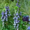 Garden Goods Direct Perennials Great Blue Lobelia