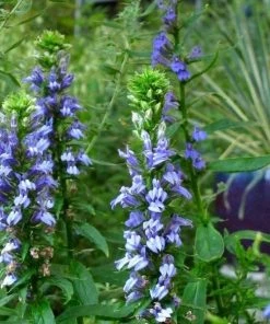 Garden Goods Direct Perennials Great Blue Lobelia