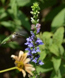 Garden Goods Direct Perennials Great Blue Lobelia
