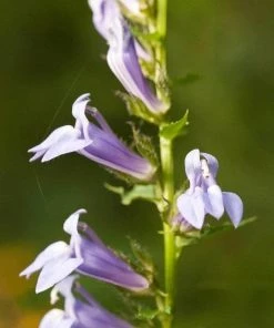 Garden Goods Direct Perennials Great Blue Lobelia 6 Garden Goods Direct Perennials Great Blue Lobelia