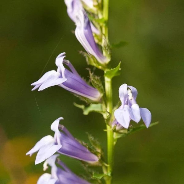 Garden Goods Direct Perennials Great Blue Lobelia 3 Garden Goods Direct Perennials Great Blue Lobelia
