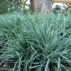 Garden Goods Direct Carex Blue Zinger Perennials