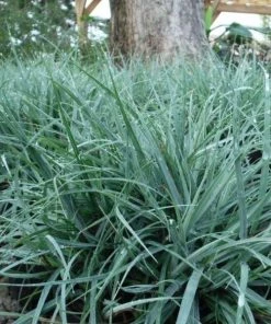 Garden Goods Direct Carex Blue Zinger Perennials