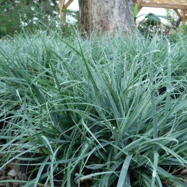 Garden Goods Direct Carex Blue Zinger Perennials 1 Garden Goods Direct Carex Blue Zinger Perennials