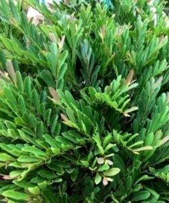 Garden Goods Direct Shrubs Distylium Blue Cascade