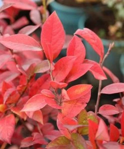 Garden Goods Direct Bluecrop Blueberry Fruit & Nut 6 Garden Goods Direct Bluecrop Blueberry Fruit & Nut