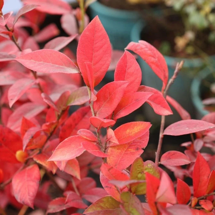 Garden Goods Direct Bluecrop Blueberry Fruit & Nut 3 Garden Goods Direct Bluecrop Blueberry Fruit & Nut