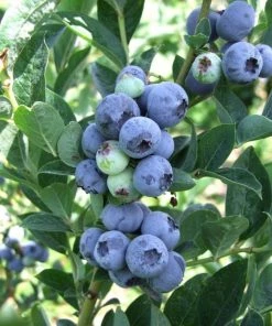 Garden Goods Direct Fruit & Nut Blue Gold Blueberry Bushes