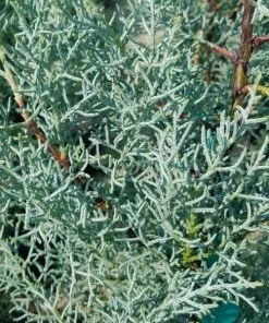 Garden Goods Direct Trees Blue Ice Cypress