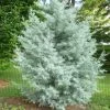 Garden Goods Direct Trees Blue Ice Cypress