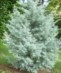 Garden Goods Direct Trees Blue Ice Cypress