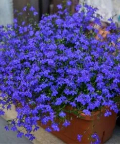 Garden Goods Direct Dark Blue Lobelia
