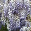 Garden Goods Direct Shrubs Blue Moon Wisteria