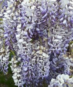 Garden Goods Direct Shrubs Blue Moon Wisteria