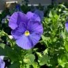 Garden Goods Direct Annuals Pansy True Blue