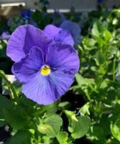 Garden Goods Direct Annuals Pansy True Blue