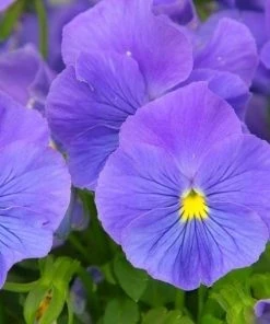 Garden Goods Direct Annuals Pansy True Blue