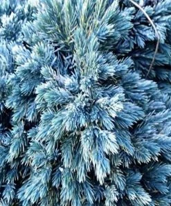 Garden Goods Direct Blue Star Juniper Shrubs 6 Garden Goods Direct Blue Star Juniper Shrubs