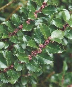 Garden Goods Direct Blue Prince Holly