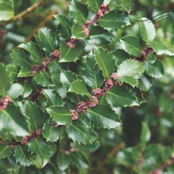 Garden Goods Direct Blue Prince Holly 1 Garden Goods Direct Blue Prince Holly