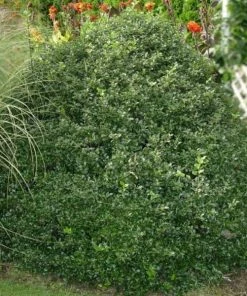 Garden Goods Direct Blue Prince Holly 7 Garden Goods Direct Blue Prince Holly