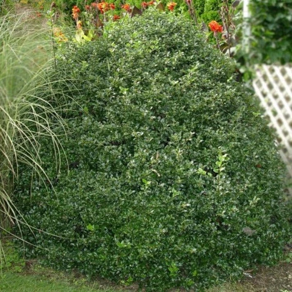 Garden Goods Direct Blue Prince Holly 4 Garden Goods Direct Blue Prince Holly