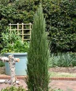 Garden Goods Direct Trees Blue Arrow Juniper