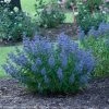 Garden Goods Direct Proven Winners® Color Choice® Beyond Midnight® Caryopteris Shrubs