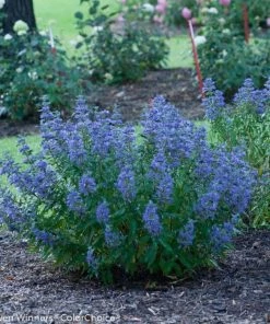 Garden Goods Direct Proven Winners® Color Choice® Beyond Midnight® Caryopteris Shrubs