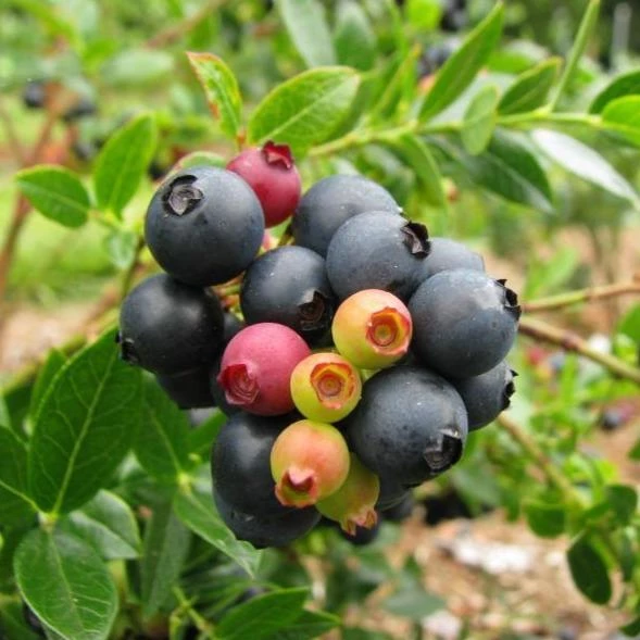 Garden Goods Direct Fruit & Nut Bushel And Berry® BerryBux® Blueberry 2 Garden Goods Direct Fruit & Nut Bushel And Berry® BerryBux® Blueberry