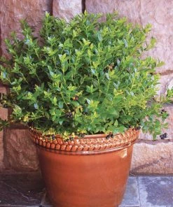 Garden Goods Direct Fruit & Nut Bushel And Berry® BerryBux® Blueberry