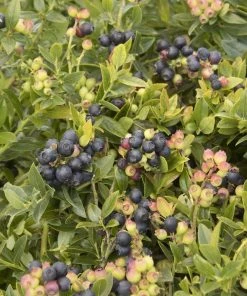 Garden Goods Direct Fruit & Nut Bushel And Berry® BerryBux® Blueberry 6 Garden Goods Direct Fruit & Nut Bushel And Berry® BerryBux® Blueberry