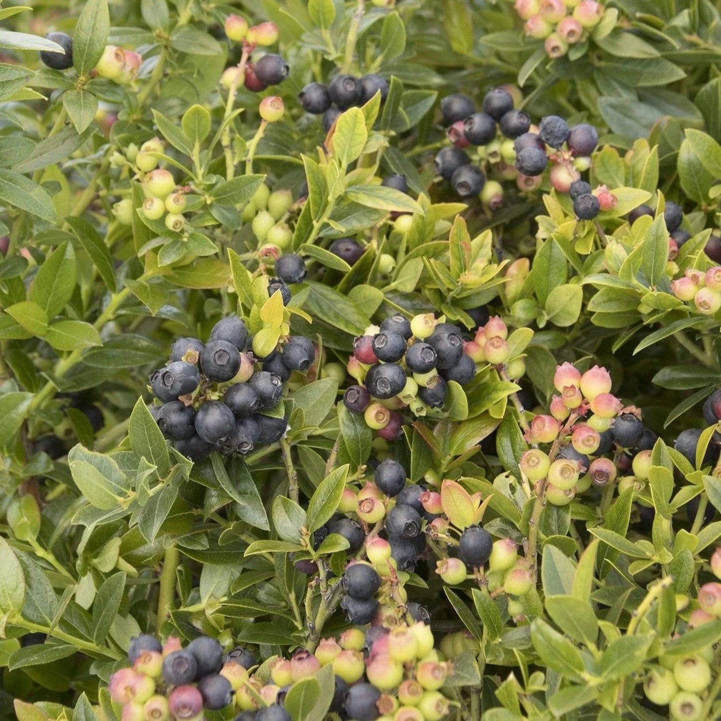Garden Goods Direct Fruit & Nut Bushel And Berry® BerryBux® Blueberry 3 Garden Goods Direct Fruit & Nut Bushel And Berry® BerryBux® Blueberry