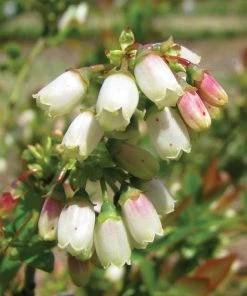 Garden Goods Direct Fruit & Nut Bushel And Berry® BerryBux® Blueberry 7 Garden Goods Direct Fruit & Nut Bushel And Berry® BerryBux® Blueberry