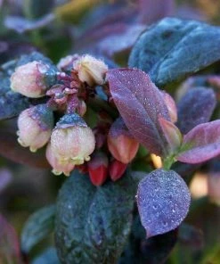 Garden Goods Direct Bushel And Berry® Pink Icing® Blueberry Bushes