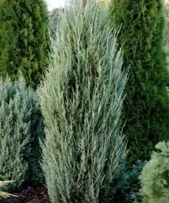 Garden Goods Direct Trees Blue Arrow Juniper
