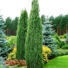 Garden Goods Direct Blue Point Juniper
