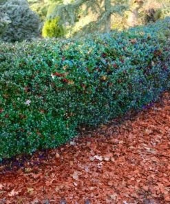 Garden Goods Direct Blue Princess Holly