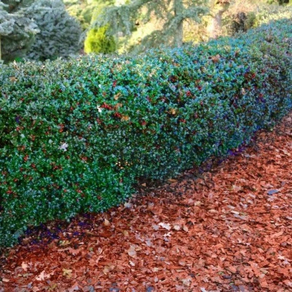 Garden Goods Direct Blue Princess Holly 2 Garden Goods Direct Blue Princess Holly