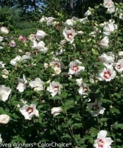 Garden Goods Direct Hibiscus Head Over Heels Blush Perennials