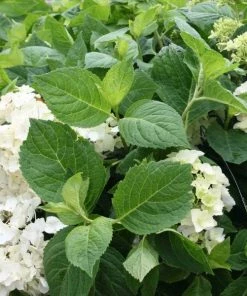 Garden Goods Direct Shrubs Blushing Bride Hydrangea
