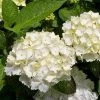 Garden Goods Direct Shrubs Blushing Bride Hydrangea