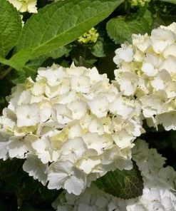 Garden Goods Direct Shrubs Blushing Bride Hydrangea