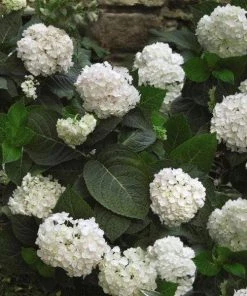 Garden Goods Direct Shrubs Blushing Bride Hydrangea