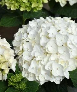 Garden Goods Direct Shrubs Blushing Bride Hydrangea