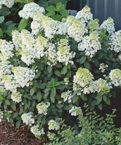 Garden Goods Direct Proven Winners® Color Choice® Bobo® Hydrangea