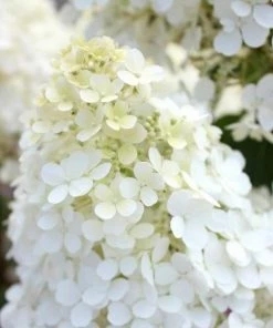 Garden Goods Direct Proven Winners® Color Choice® Bobo® Hydrangea
