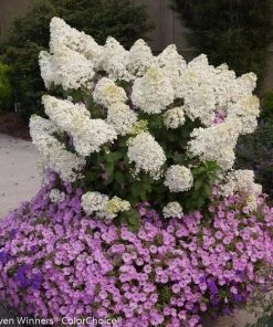 Garden Goods Direct Proven Winners® Color Choice® Bobo® Hydrangea