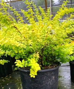 Garden Goods Direct Bonanza Gold Barberry 7 Garden Goods Direct Bonanza Gold Barberry